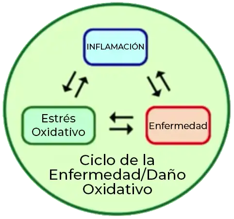 ciclo enfermedad