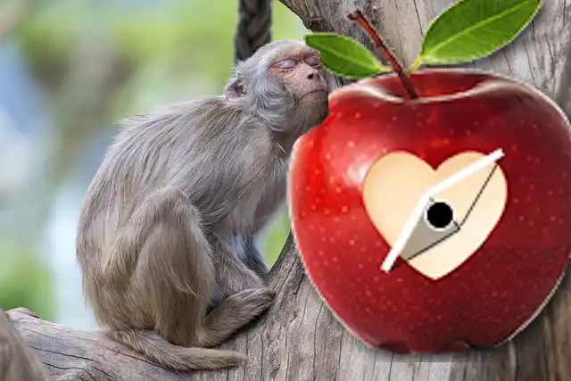 monkey-6363455_640 copia