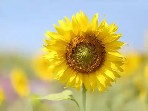 Los minerales, a diferencia de las vitaminas, son elementos químicos que el cuerpo no puede sintetizar y por ello deben ser obtenidos a través de la dieta o con suplementación. Son esenciales porque participan en funciones vitales como la contracción muscular, la transducción nerviosa, la formación ósea y la regulación del metabolismo.
